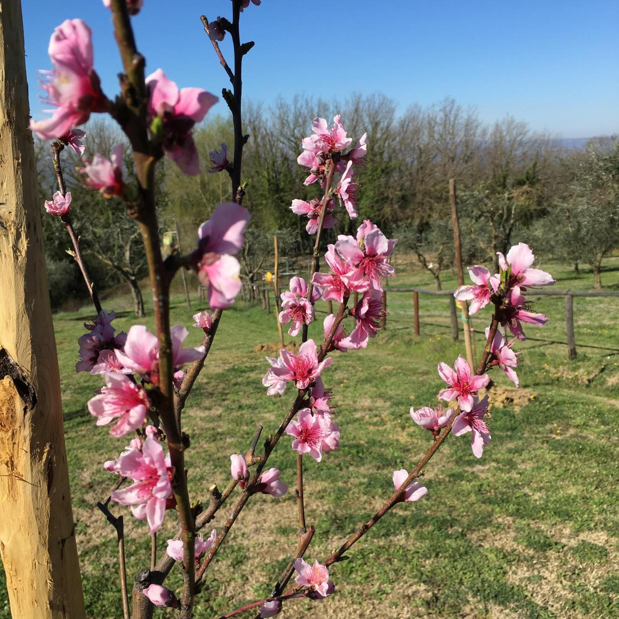 Agriturismo Podere Dell' Olmo Amelia Exteriér fotografie