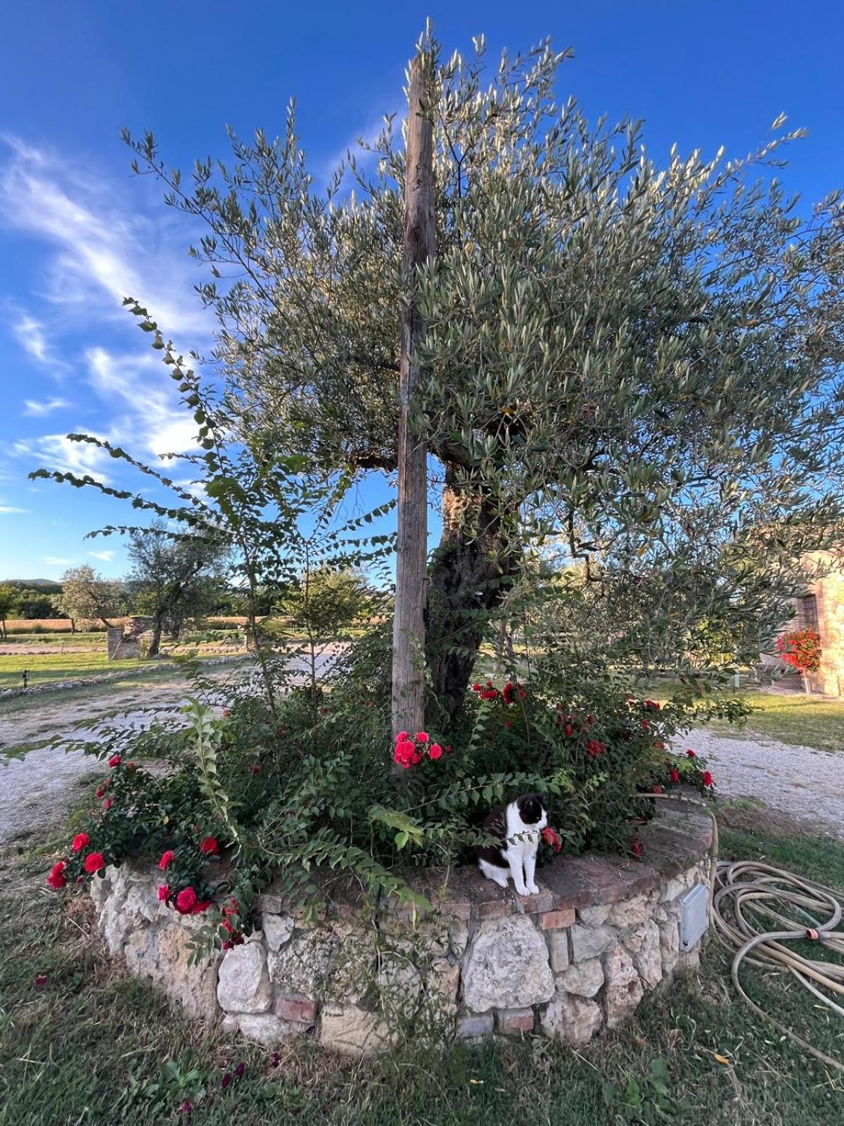 Agriturismo Podere Dell' Olmo Amelia Exteriér fotografie