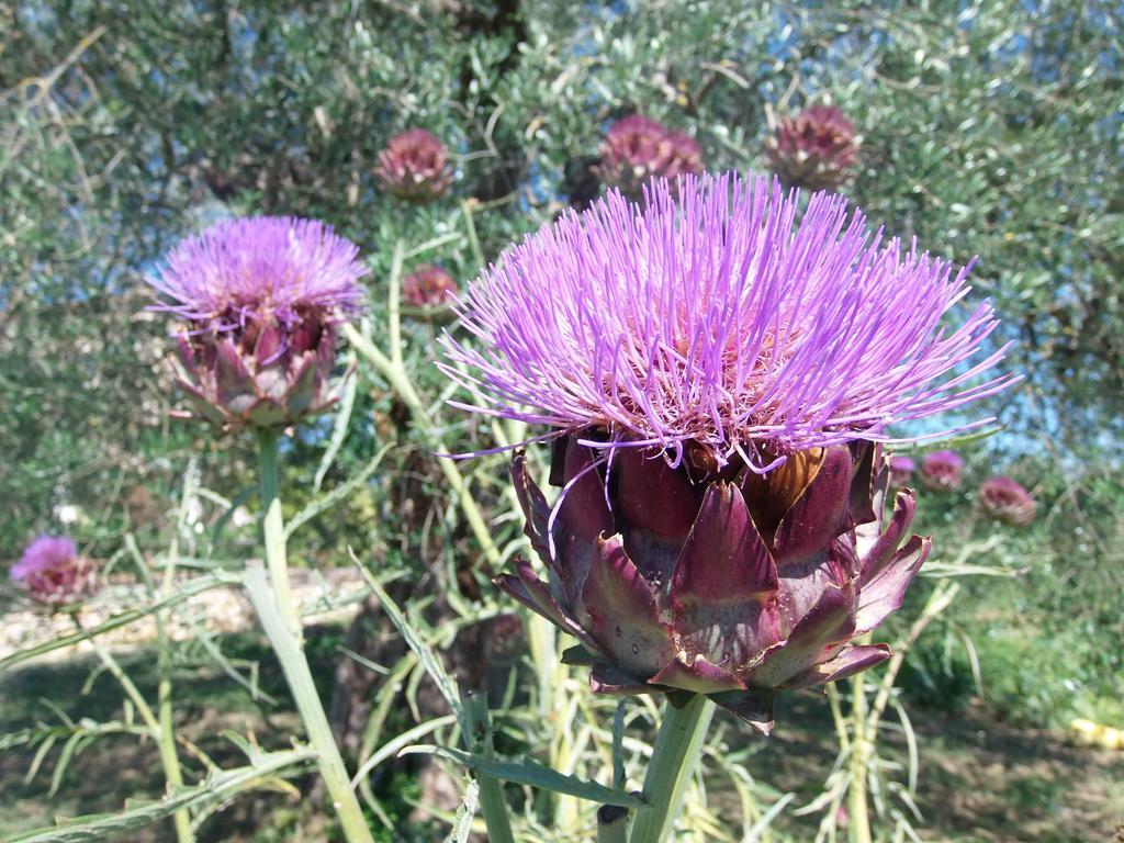 Agriturismo Podere Dell' Olmo Amelia Exteriér fotografie